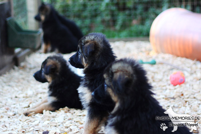 Schwarz-braune Schäferhundwelpen