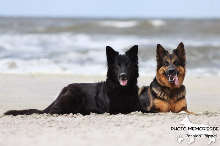 Zwei altdeutsche Schäferhündinnen am Strand