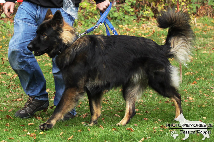 Impressionen einer Hundeausstellung