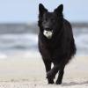 Schwarze altdeutsche Schäferhündin am Strand