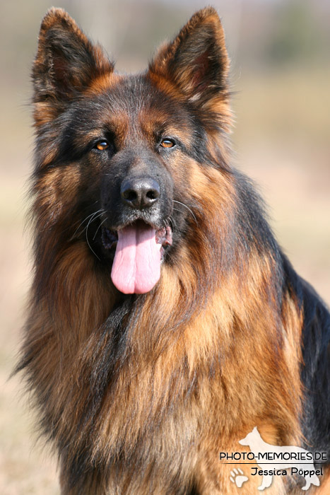 Schwarz-brauner altdeutscher Schäferhundrüde im Portrait