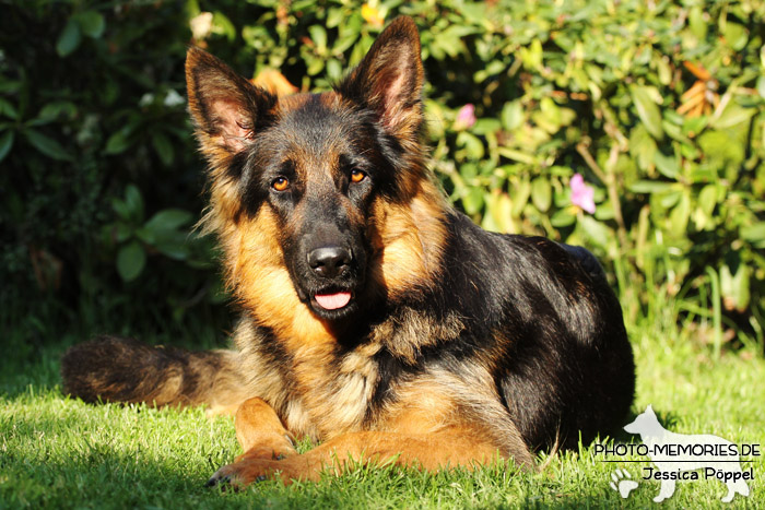 Altdeutsche Schäferhund Zucht - Schwarz-braune Hündin