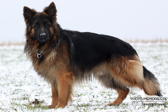 Schwarz-brauner Schäferhundrüde im Schnee