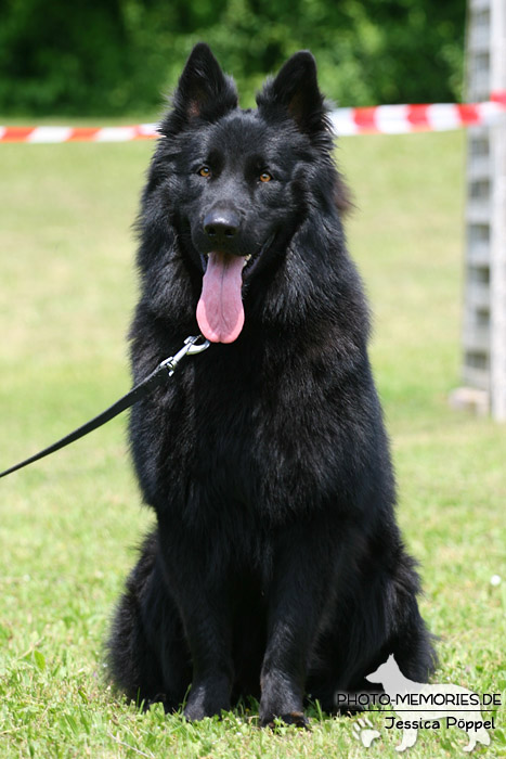 Impressionen einer Schäferhund-Ausstellung