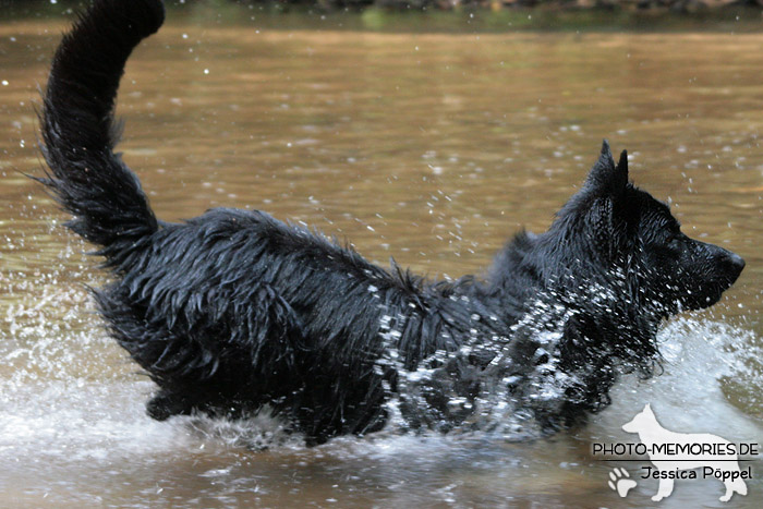 Schwarzer Schäferhundrüde im Wasser