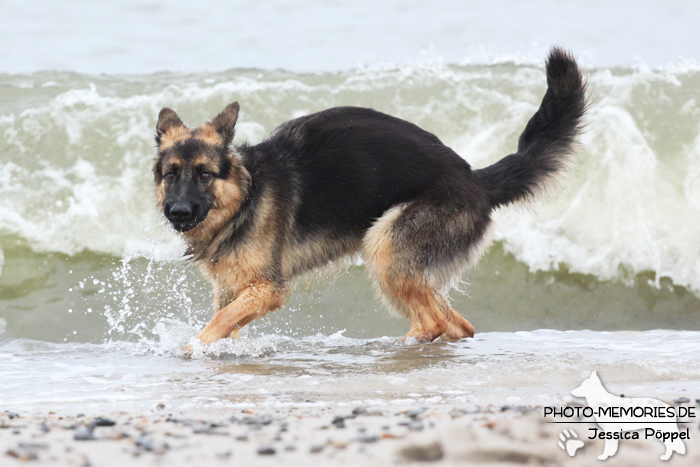 Altdeutsche Schäferhündin am Strand