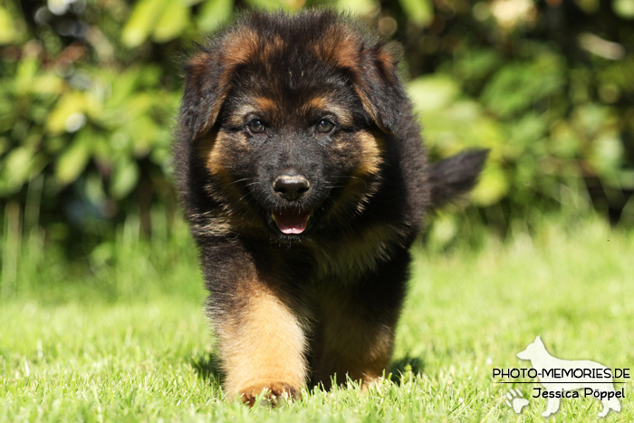 Altdeutsche Schäferhund Zucht - A-Wurf