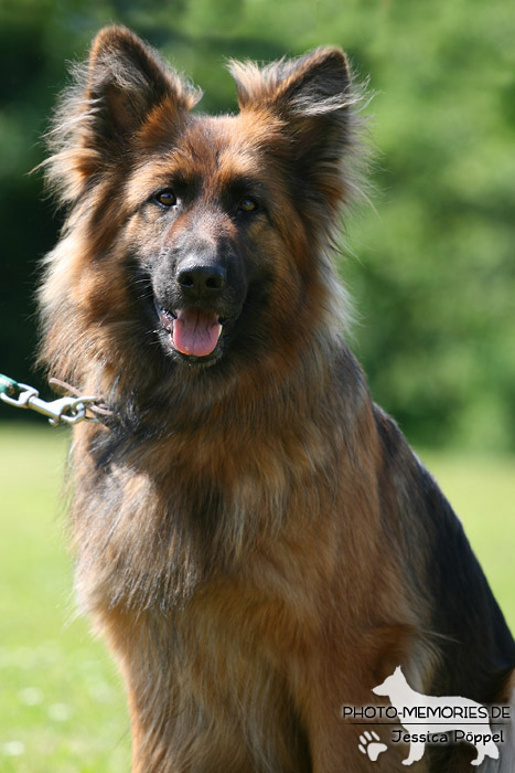 Impressionen einer Schäferhund-Ausstellung