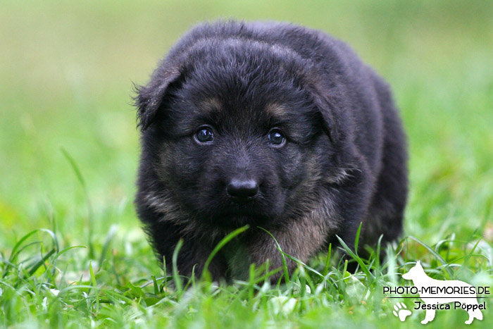 Altdeutscher Schäferhund - Welpe