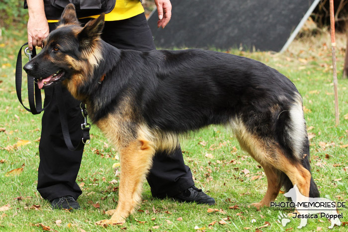 Impressionen einer Hundeausstellung