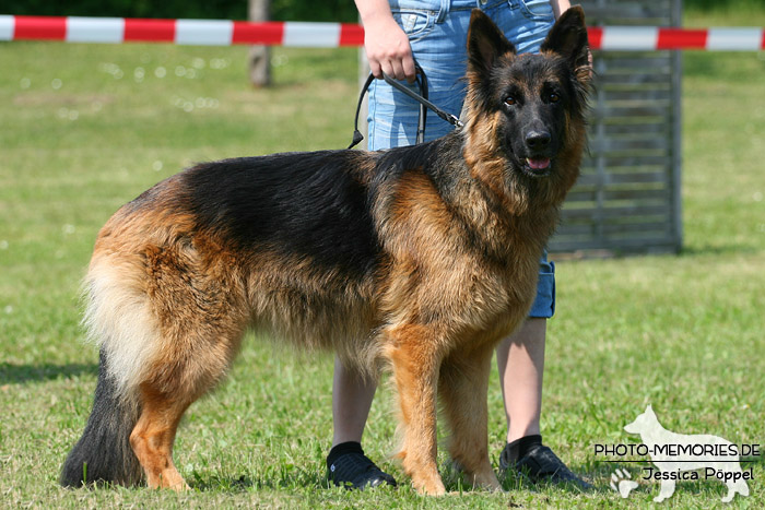 Impressionen einer Schäferhund-Ausstellung