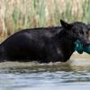 Schwarze altdeutsche Schäferhündin im Wasser