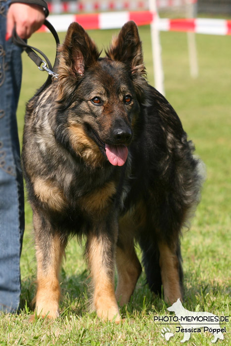 Impressionen einer Schäferhund-Ausstellung