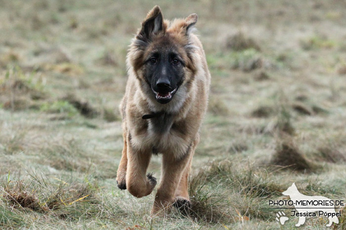 Altdeutsche Schäferhunde vom Waldschloss - D-Wurf