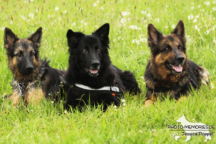 Altdeutsches Schäferhundtreffen