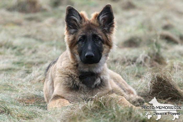 Altdeutsche Schäferhunde vom Waldschloss - D-Wurf