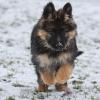 Schwarz-brauner Schäferhundwelpe im Schnee