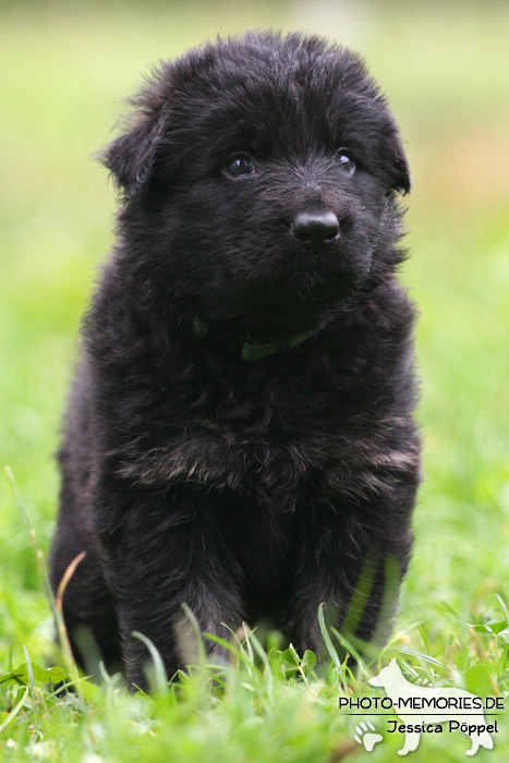 Altdeutscher Schäferhund - Welpe