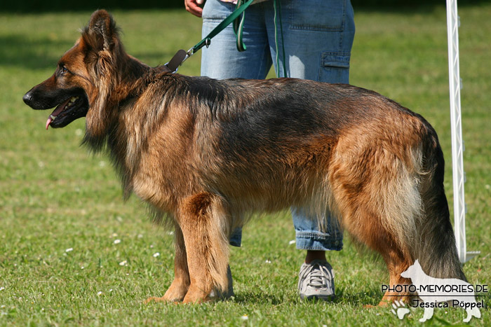 Impressionen einer Schäferhund-Ausstellung