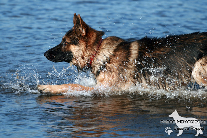 Altdeutscher Schäferhundrüde im Wasser