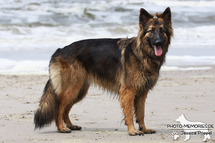 Graue altdeutsche Schäferhündin am Strand