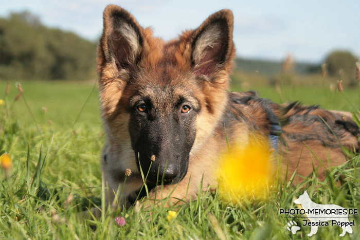 Altdeutsche Schäferhunde vom Waldschloss - B-Wurf