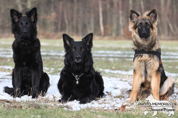 Altdeutsche Schäferhunde im Schnee