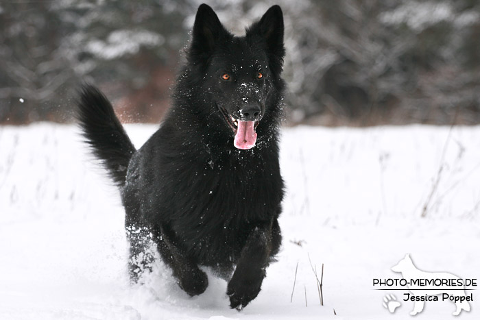 Schwarzer Schäferhundrüde im Schnee
