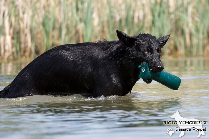 Schwarze altdeutsche Schäferhündin im Wasser