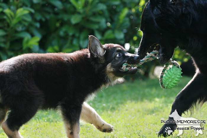 Altdeutsche Schäferhunde vom Waldschloss - C-Wurf