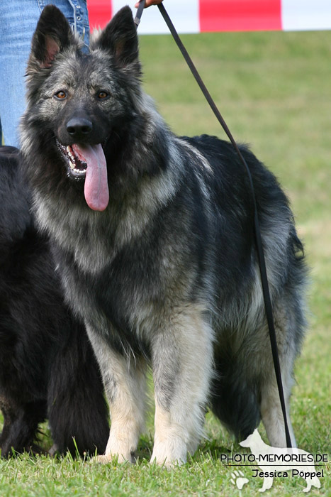 Impressionen einer Schäferhund-Ausstellung