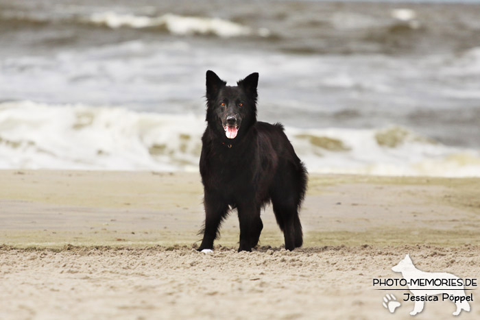 Schwarze altdeutsche Schäferhündin am Strand