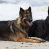 Zwei altdeutsche Schäferhunde am Strand