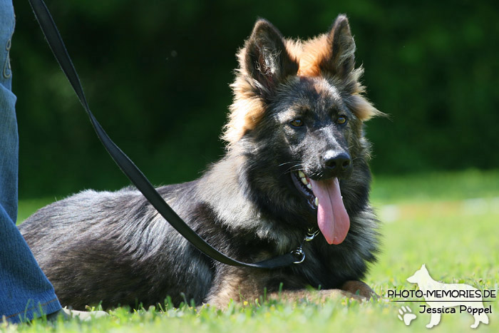 Impressionen einer Schäferhund-Ausstellung