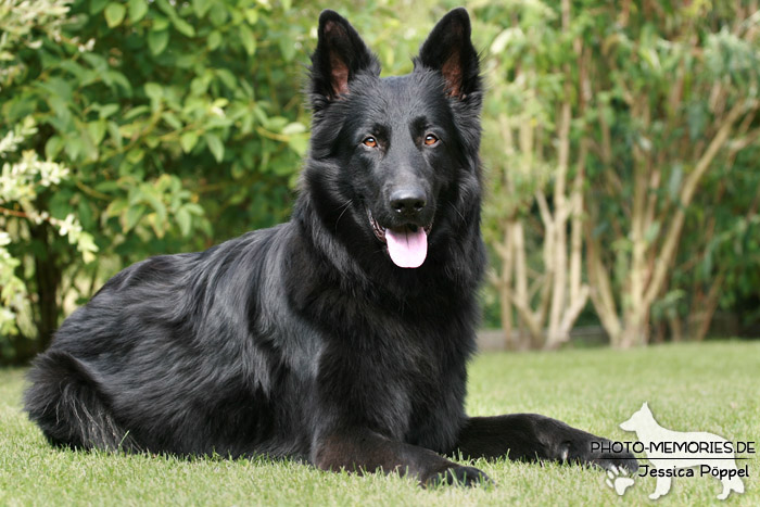 Altdeutsche Schäferhunde vom Waldschloss - B-Wurf