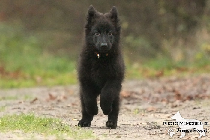 Altdeutsche Schäferhunde vom Waldschloss - D-Wurf