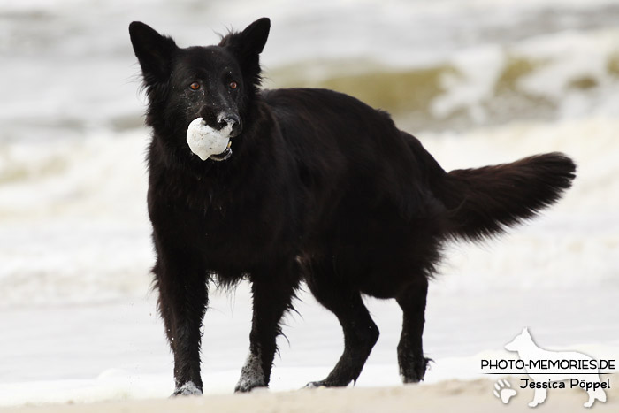 Schwarze altdeutsche Schäferhündin am Strand