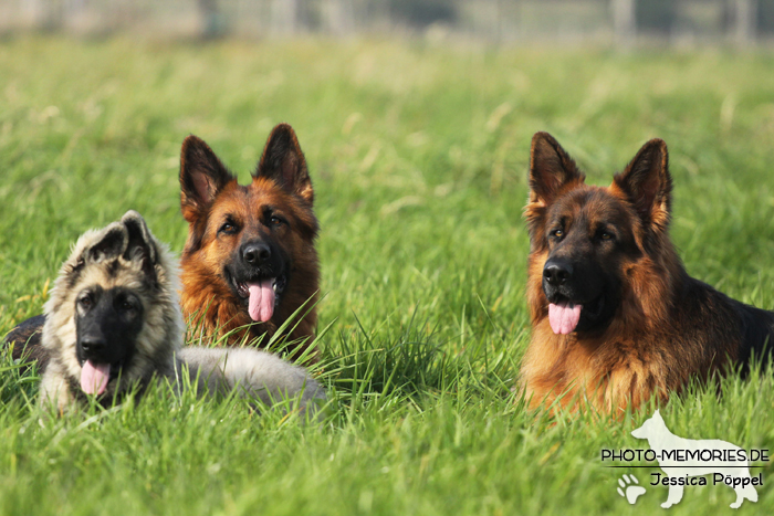 Gruppe altdeutscher Schäferhunde