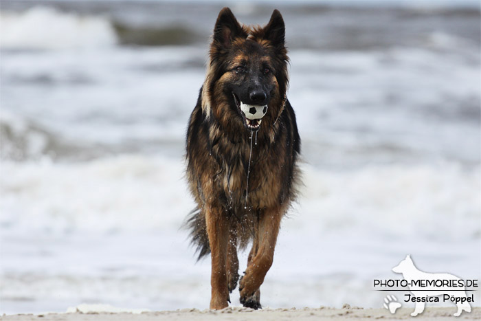 Graue altdeutsche Schäferhündin am Strand