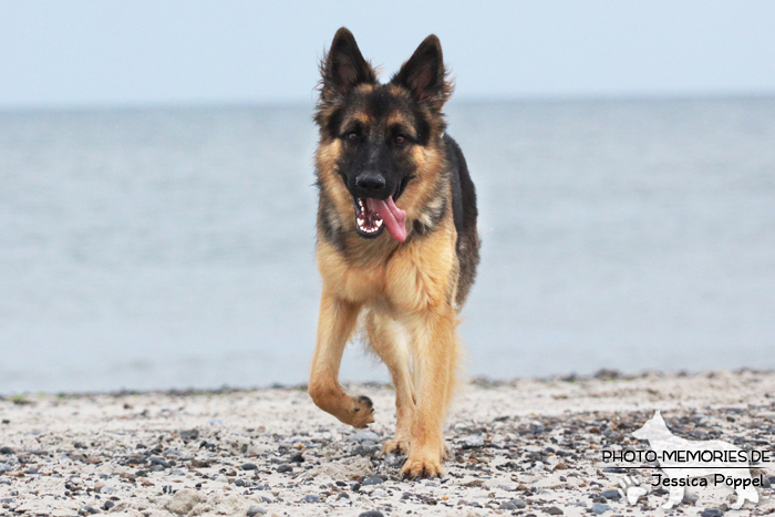 Altdeutsche Schäferhündin am Strand