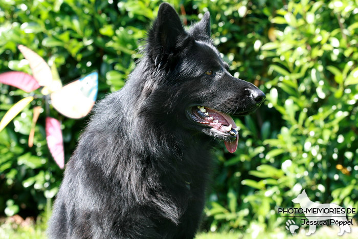 Altdeutsche Schäferhunde vom Waldschloss - A-Wurf