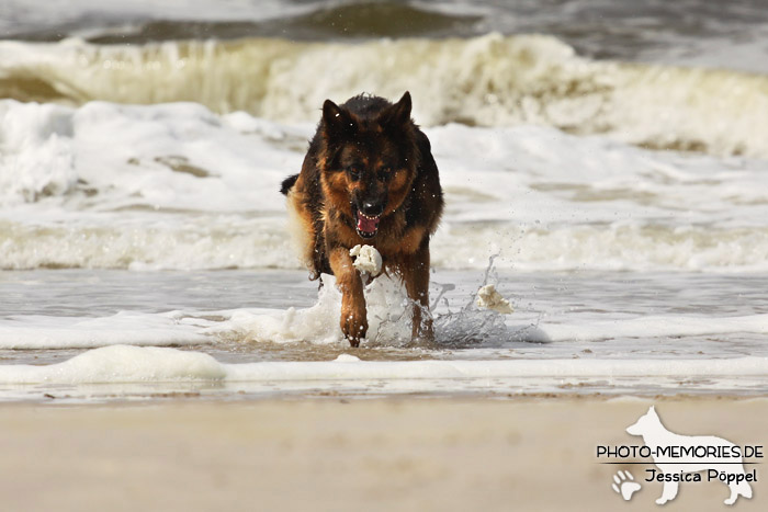 Schwarz-braune altdeutsche Schäferhündin am Strand