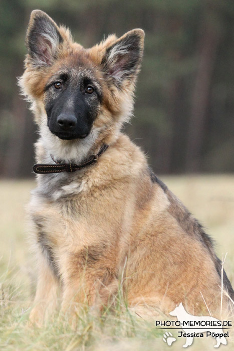 Altdeutsche Schäferhunde vom Waldschloss - D-Wurf