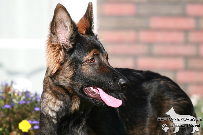 Altdeutsche Schäferhunde vom Waldschloss - C-Wurf