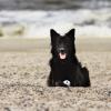 Schwarze altdeutsche Schäferhündin am Strand