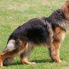 Alt-/ Deutscher Schäferhund