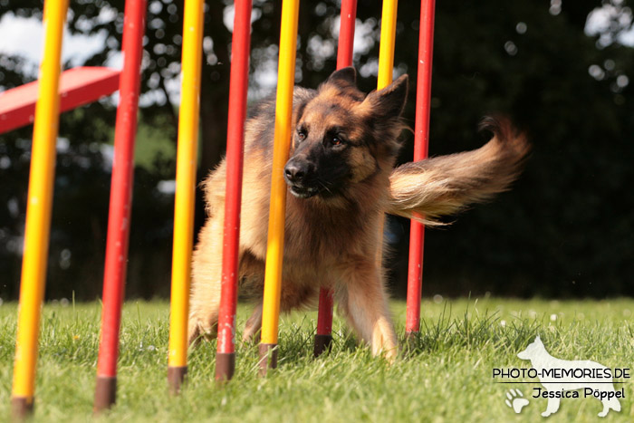 Schwarz-braune Schäferhündin im Agility