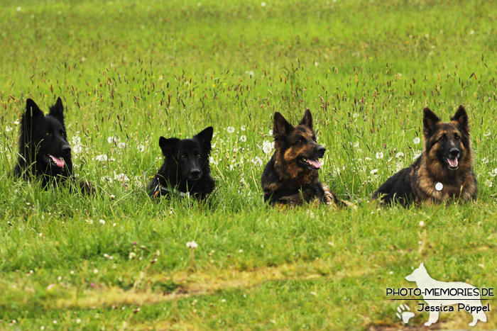 Altdeutsches Schäferhundtreffen