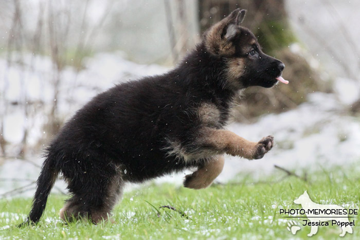 Schwarz-brauner Schäferhundwelpe im Schnee