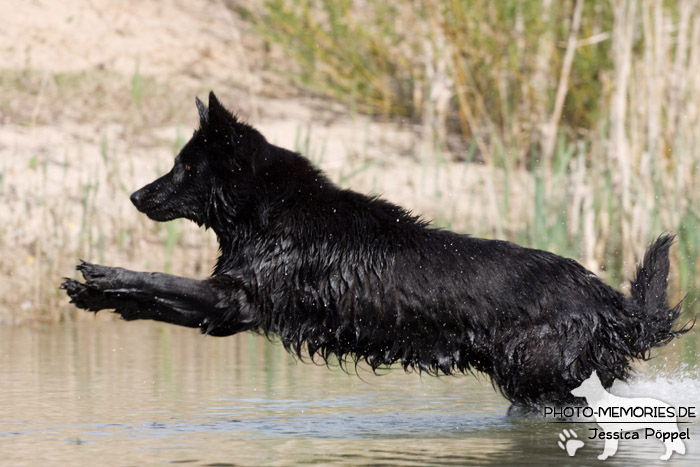 Schwarze altdeutsche Schäferhündin im Wasser